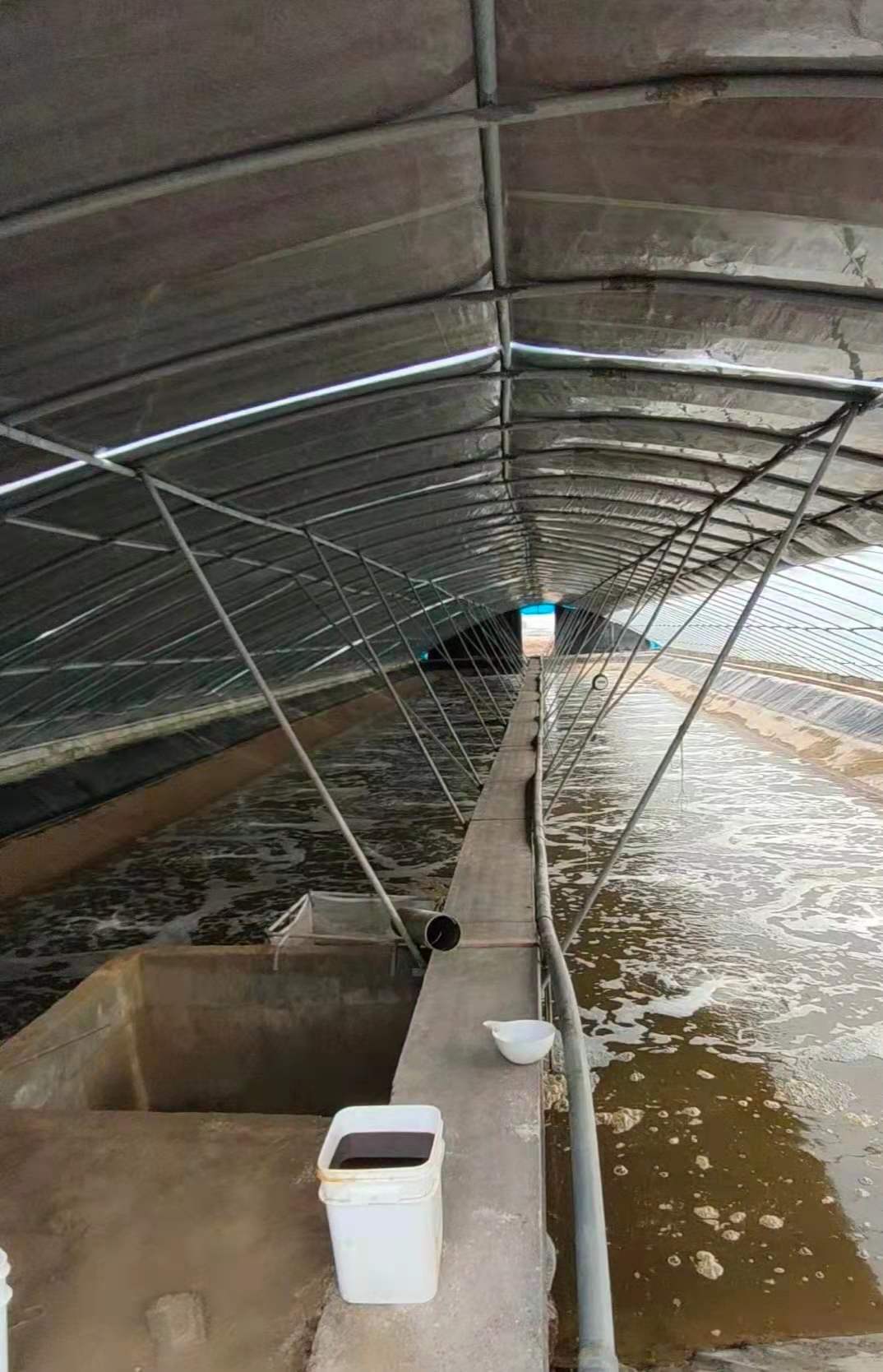 養蝦大棚