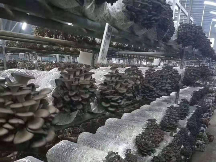 香菇鋼架大棚